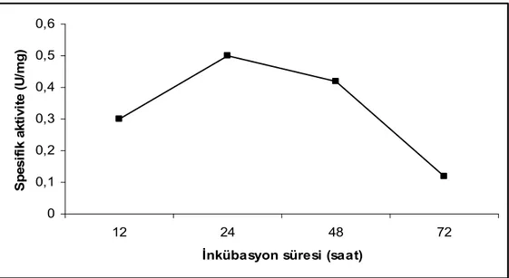 Şekil 4.3. İnkübasyon süresinin amilaz üretimi üzerine etkisi 