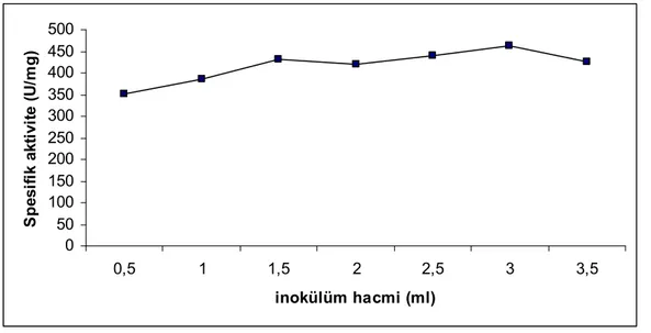 Şekil 4.8. İnokülüm hacminin proteaz üretimi üzerine etkisi 