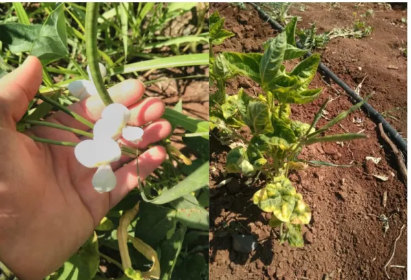 ġekil 5. Laboratuvarda börülce ölçümleri 