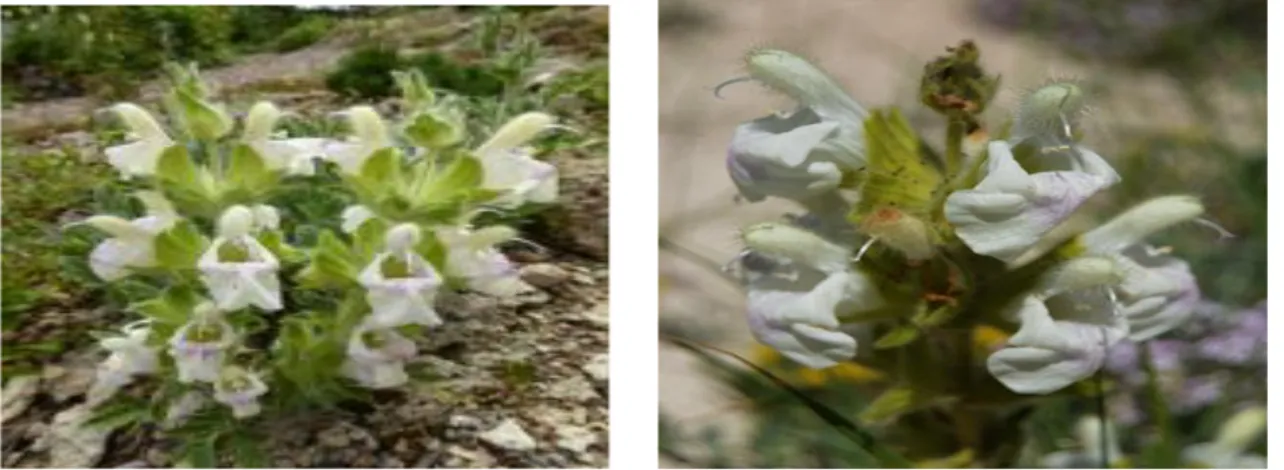Şekil 2.7. Salvia blepharochlaena (Hedge &amp; Hub.-Mor) (Fırat 2013)  