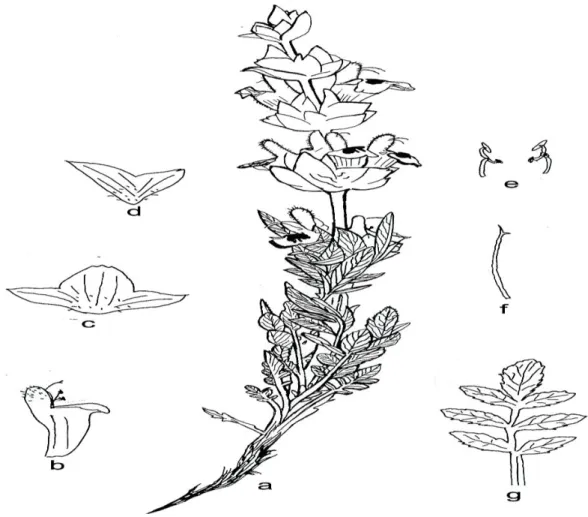 Şekil 2.9. Salvia blepharochleana’nın Genel Görünümü ve Çiçek Kısımları: a.Bitkinin Genel Görünümü,  b