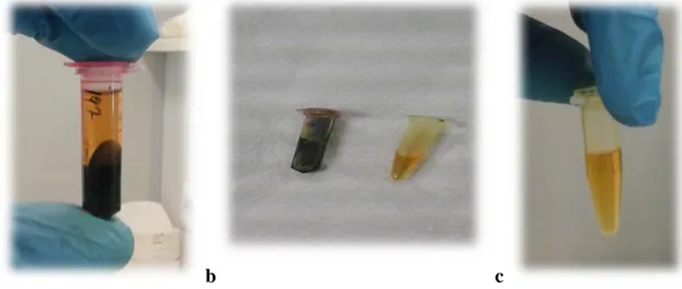 ġekil 3.7. a) Santrifüj Sonrası Ortaya Ġki Faz Çıkar b) Üst Fazı AlınmıĢ Örnek c) Üst Fazın 1.5 ml’ lik                    Eppendorf Tüpe Aktarılması 