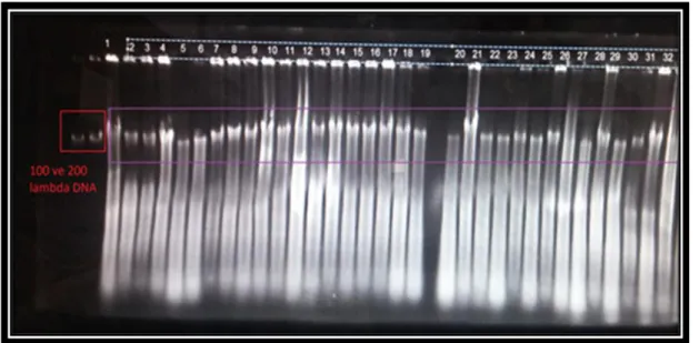 ġekil 3.11. % 0.8’lik agaroz jelde koĢulmuĢ stok DNA örnekleri 