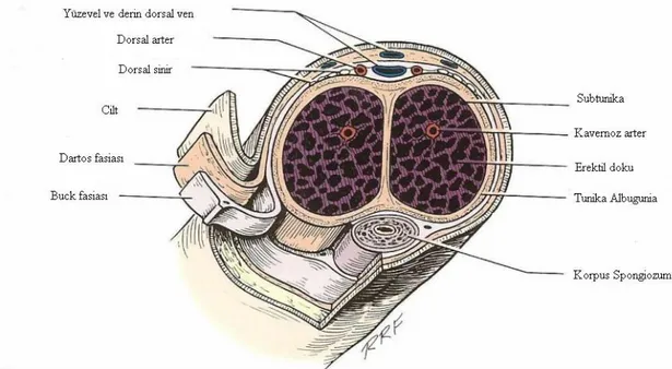 Şekil 1. Penis anatomisi (James D. Brooks. Anatomy of the lower urinary tract and male genitalia