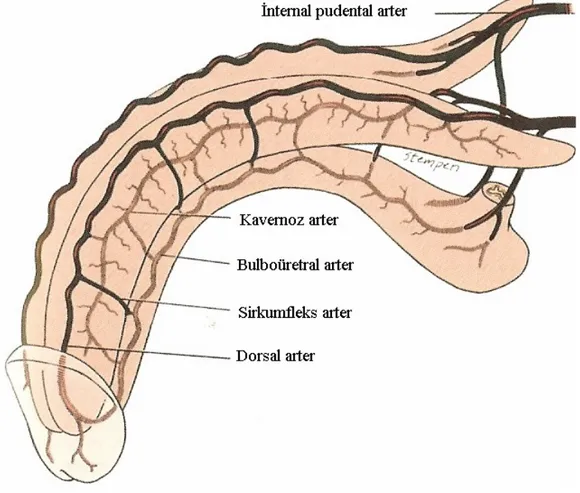 Şekil 2. Penisin arteriel beslenmesi (Lue TF. Physiology of penile erection and pathophysiology of erectile dysfunction
