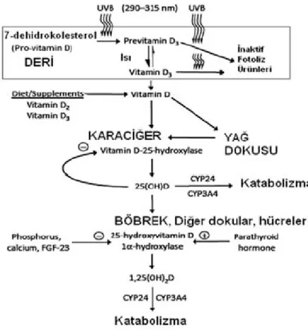 Şekil 4. D vitamininin metabolizması.