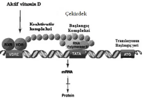 Şekil 5. D vitamininin etki mekanizması.