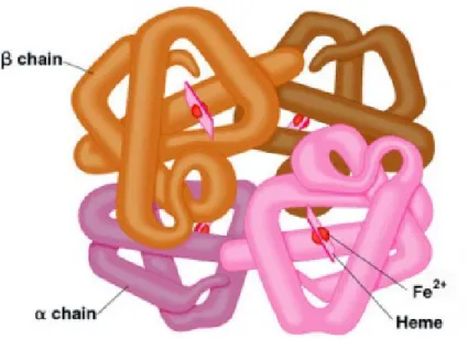 Şekil 1. Hemoglobin yapısı (20).