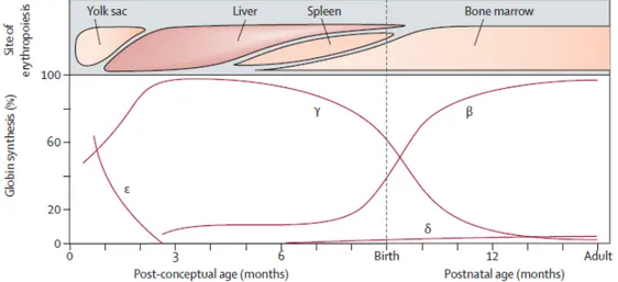 Şekil 3. Gelişimin farklı evrelerinde hematopoez bölgeleri ve çeşitli gestasyonel  yaşlarda embriyonik, fetal ve yetişkin globin zincirlerinin ekspresiyon seviyelerini  gösterir (25).
