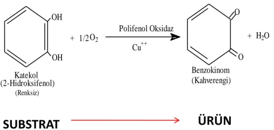 Şekil 1.1. Polifenol oksidaz enziminin substratla reaksiyonu 