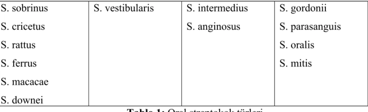 Tablo 1: Oral streptokok türleri Mutans grubu