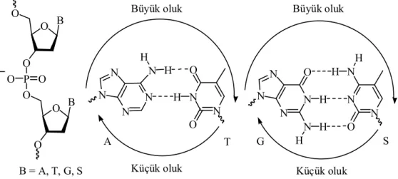 Şekil 1.3. DNA’nın kimyasal kompozisyonu 