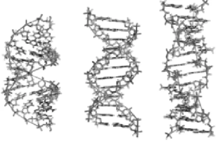 Şekil 1.5. DNA’nın A-DNA, B-DNA ve Z-DNA yapıları 