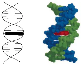 Şekil 1.11. Ligandın DNA ile interkalasyonu 