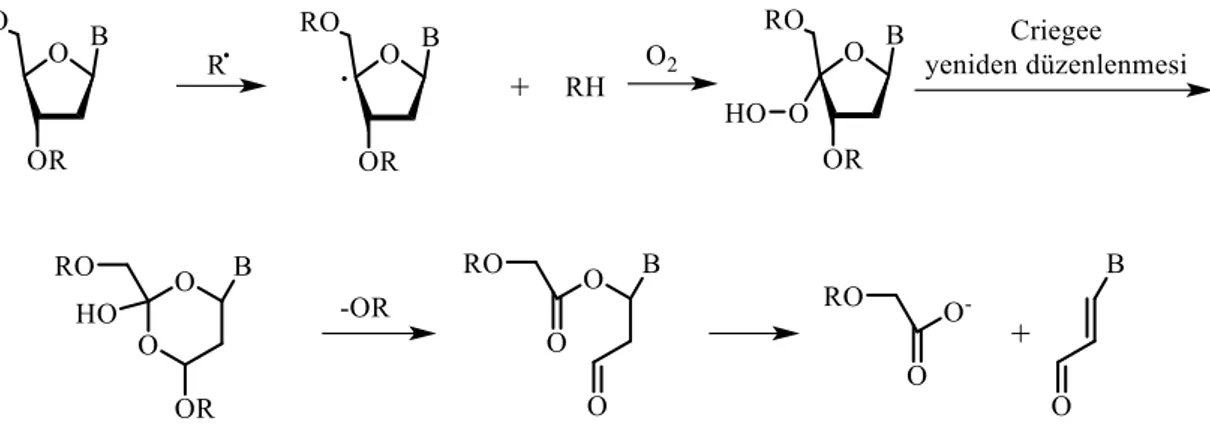 Şekil 1.11. Bazı radikal türlerinin deoksiribozdan hidrojen koparma reaksiyon mekanizması  Deoksiribozdan hidrojen koparma reaksiyonun kolaylığı tamamıyla C-H bağının  kuvvetine  bağlıdır  (Miaskiewicz  ve  Osman  1994)