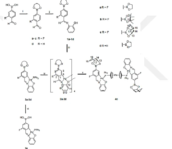 Şekil 2.28. (i) 1,2-Diol, toluen, reflax;(ii) aminofenol, kloroform, reflax;(iii) Pd(OA) 2 , toluen, 60  o C;  