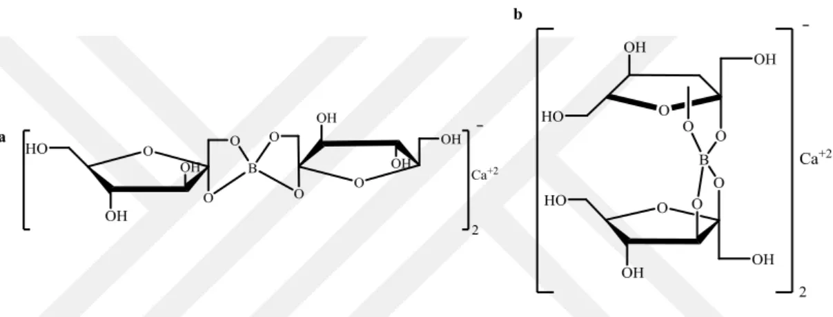Şekil 2.31.Kalsiyum α-D-fruktofuranoz borat (a) ve kalsiyum β-D-fruktofuranoz borat                     bileşiklerinin yapısı 
