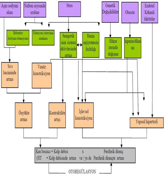 Şekil 1: Kan Basıncı Kontrolünde Yer Alan Bazı Faktörler (40)