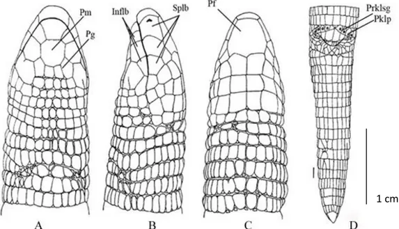 Şekil 3.9.  Blanus strauchi strauchi „nin baş yapısının A-ventral, B-lateral ve C- dorsalden görünüşü ve   