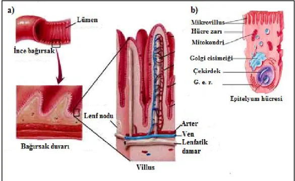 Şekil 2.8. İnce bağırsak villus yapısının şematik olarak gösterimi. a) Bağırsak lümeni içine doğru  uzanan  villus  yapısı