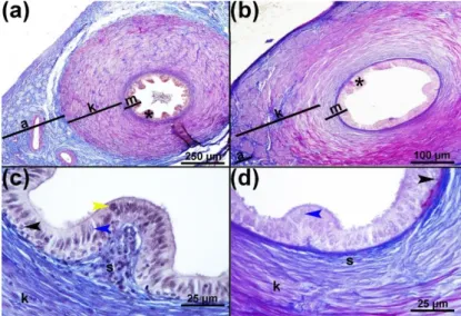 Şekil 1: Boğa (a, c) ve koçlarda (b, d) duktus deferens’e ait genel yapı. m: mukoza, s:  Stroma, k:  kas tabakası,  a:  adventisya tabakası