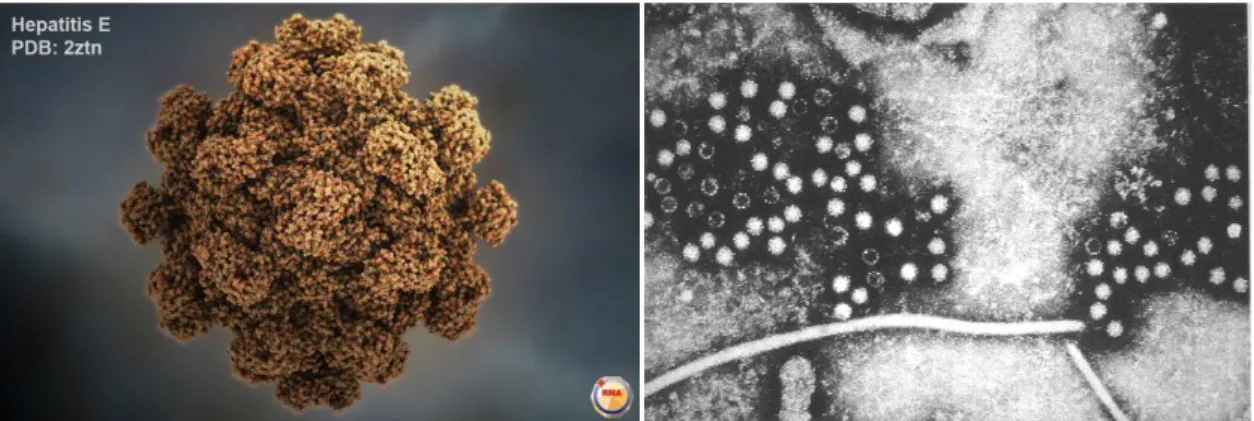 ġekil 1:A: HEV üç boyutlu görünümü(Zheng Liu  Structure and Function of the Hepatitis E  virüsCapsid Related to Hepatitis E Pathogenesis Viral Hepatitis  www.interchopen.com )