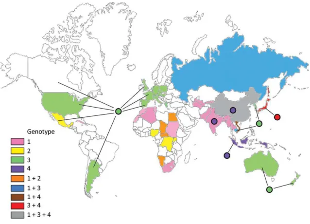 ġekil 5: HEV genotiplerinin dünya üzerindeki dağılımı ( Okamoto, 2007) (36). 