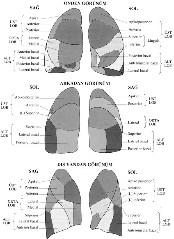 Şekil  2. Akciğerin lob ve segmentleri