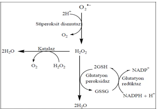 Şekil 25:  Oksidatif hasara karşı enzim olan antioksidanların savunma mekanizması (84)