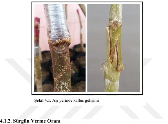 Çizelge 4.2. Kaynaştırma ortamı ve aşı yöntemlerine göre sürgün verme  oranı (%) 