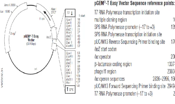 Figure 3.2. Sketch showing the pGEM®-T  Easy Vector Sequences, Multi-Cloning Sites and Circle  Maps (promega)