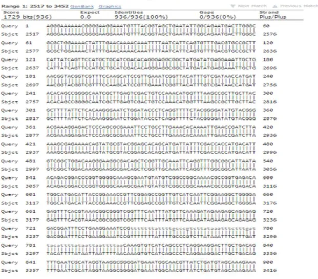 Figure 3.5. Blast analysis results, sequence displays that similarity of the amylase gene as we obtained