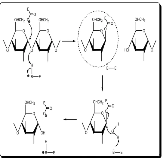 Şekil 2.10. Kovalent bağ içeren α-(1-4) gliko zit bağının ın PPA ile hidro lizi için çifte yerdeğişim                       