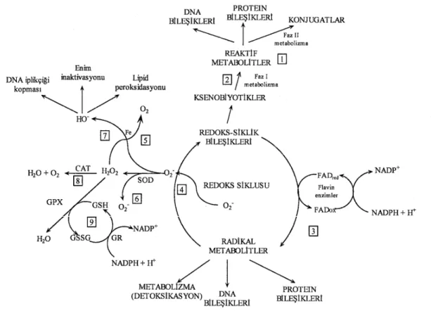 Şekil 2.6. Ksenobiyotiklerin detoksifikasyon yolları 1. Faz I metabolizma: Reaktif metabolitler ya faz II 