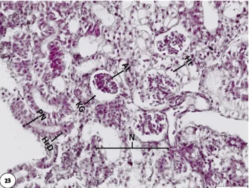 Şekil  4.23.  0.29  µg/L  Lambda-cyhalothrin’e  maruz  bırakılan  O.  niloticus 