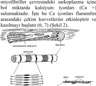 Şekil 2. Miyofibriller, sarkomer, ince ve kalın  flamentler. 