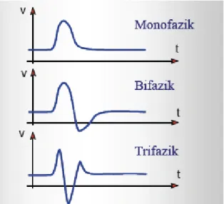Şekil 4. Aksiyon potansiyelleri 