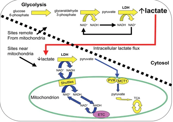 Şekil 1  :  laktat metabolizması { Gladden LB. Lactate metabolism: A new paradigm for the third millennium