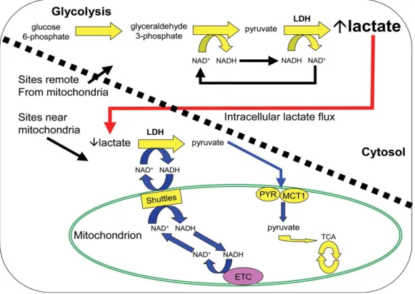 Şekil 1  :  laktat metabolizması { Gladden LB. Lactate metabolism: A new paradigm for the third millennium