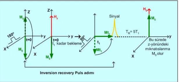 Şekil 2.12. Bir tek inversion  recovery puls adımını anlatan şema 
