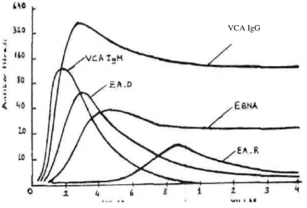 Şekil  1:  EBV  infeksiyonundan  sonra  EBV-VCA,  EA-D,  EA-R  ve  EBNA'ya  karşı  antikor  yanıtları 
