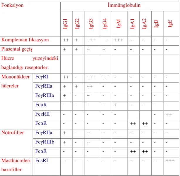 Tablo 2.  mmünglobulinlerin fonksiyonlar  ve etkile ti i reseptörler 