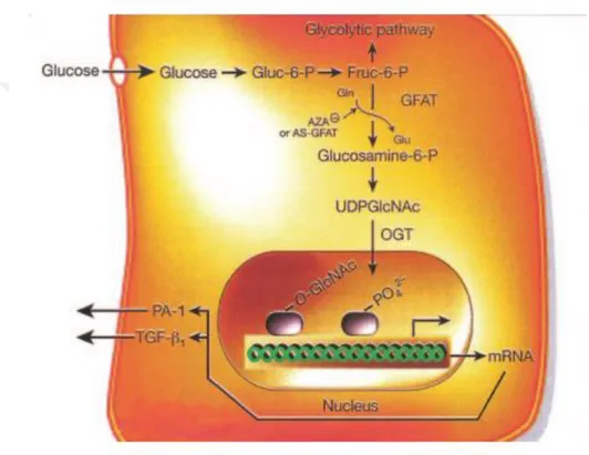 Şekil  3:  Hexozamin  yolu   (Brownlee  M:  Biochemistry  and  molecular  cell  biology of diabetic complications