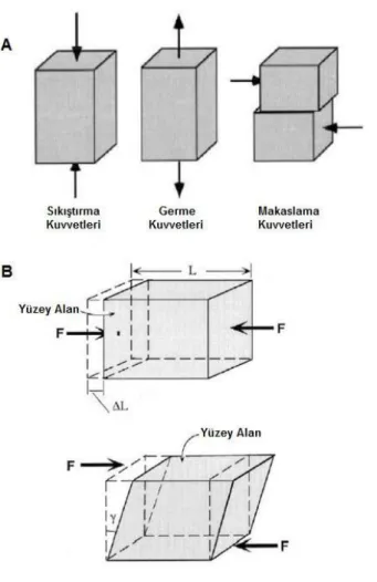 Şekil 2.  A)  Saf kuvvetler B) Sıkıştırma kuvveti etkisi altındaki bir cisimde gözlenen boyca kısalma  deformasyonu (ΔL) ve makaslama kuvveti etkisi altındaki bir cisimde gözlenen açısal deformasyon (γ)(118)