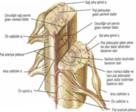 Şekil 10: Anterior spinal arter, posterior spinal arter ve radiküler arter arasındaki anostomoz (94).