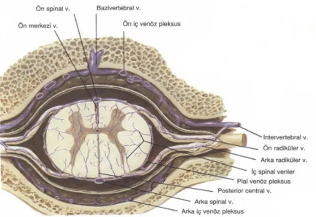 Şekil 12. Omuriliğin venleri (94).