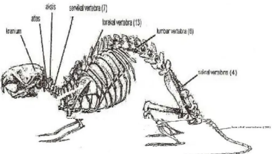 Şekil 3. Ratta iskelet sistemi (9) 4. Gri cevher