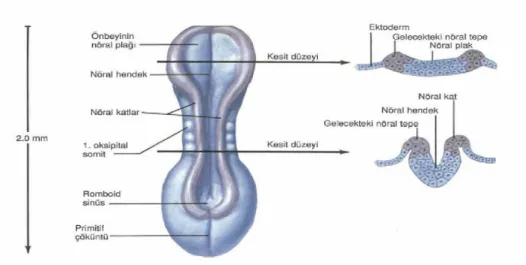 Şekil 1: 20 günlük embriyo (arkadan görünüş) (12). 