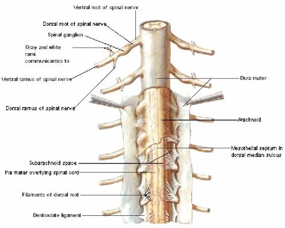 Şekil  4:  Dura  ve  araknoid  membran,  subaraknoid  aralık,  piamater,  arka  köklerin  omurilikten  çıkışı,  ve  ligamentum  dentikulatum  gösterilmiştir