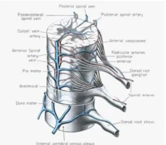 Şekil 6: Spinal Kord Arteryel Kanlanması  